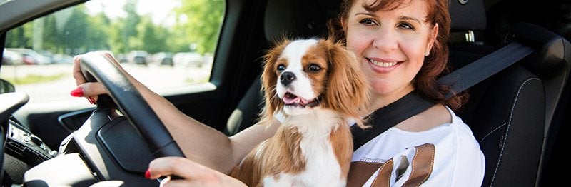 Best Car for You and Your Pooch